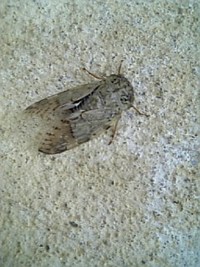 なんや変・・・ 2008/04/29 09:00:58
