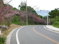 今帰仁城・・・・・・・ 2007/02/05 00:00:00