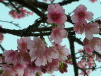 ぼくんち桜 2007/02/07 08:51:00