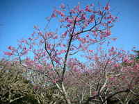 なみだ桜 2007/02/04 00:00:00