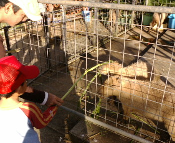 ネオパーク名護自然動植物公園