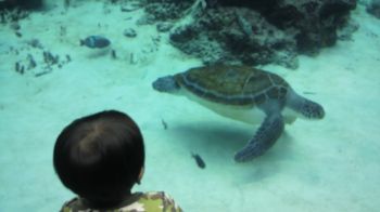 美ら海水族館!