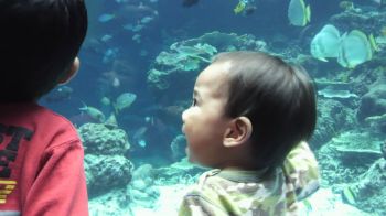 美ら海水族館!