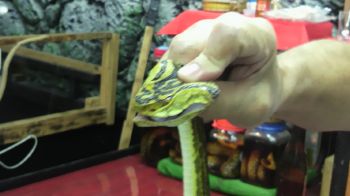 ハブとマングース!