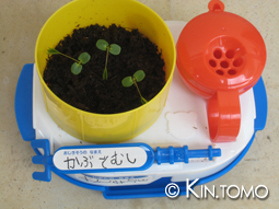 植物の名前にカブトムシなんて・・・