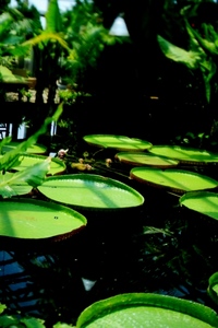 花の国* 2008/07/30 12:26:25