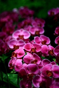 花の国の花* 2008/08/01 19:12:19