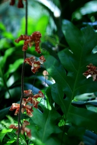 花の国の花*** 2008/08/02 08:40:00