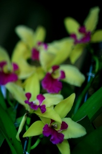 花の国の花** 2008/08/01 23:08:13