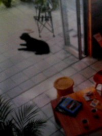 「京都の町家」犬。