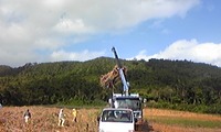 キビ刈り友の会・西表島へ行くの巻
