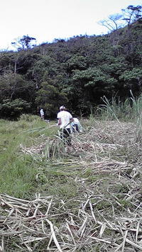 ♪苗取り園農塾♪ 2008/08/19 22:12:22