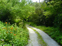 キイチゴ 2008/04/29 22:28:57