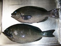 釣り・・・