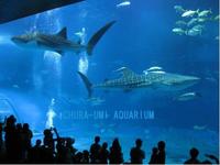 chura-umi aquarium 2008/08/20 14:20:53