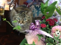 ニコギャルとお花 2012/05/14 13:27:26