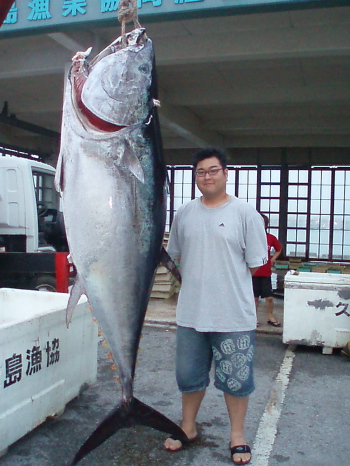 マグロ比べ