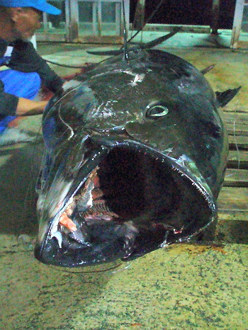マグロの予測は・・・