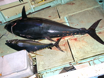 クロマグロと格闘