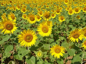 向日葵が・・・