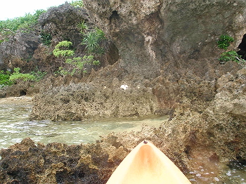海猫?