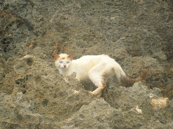 海猫?