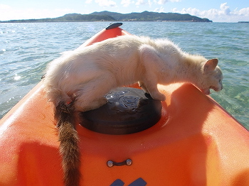 海猫#04