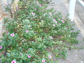 塀から草花が・・・