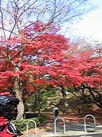 どっちの紅葉でショー？