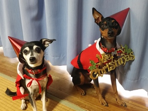 一足早く、メリークリスマス 一足早く、メリークリスマス