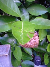 方言はむつかしい?