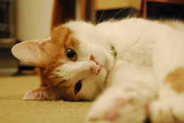 猫ブーム