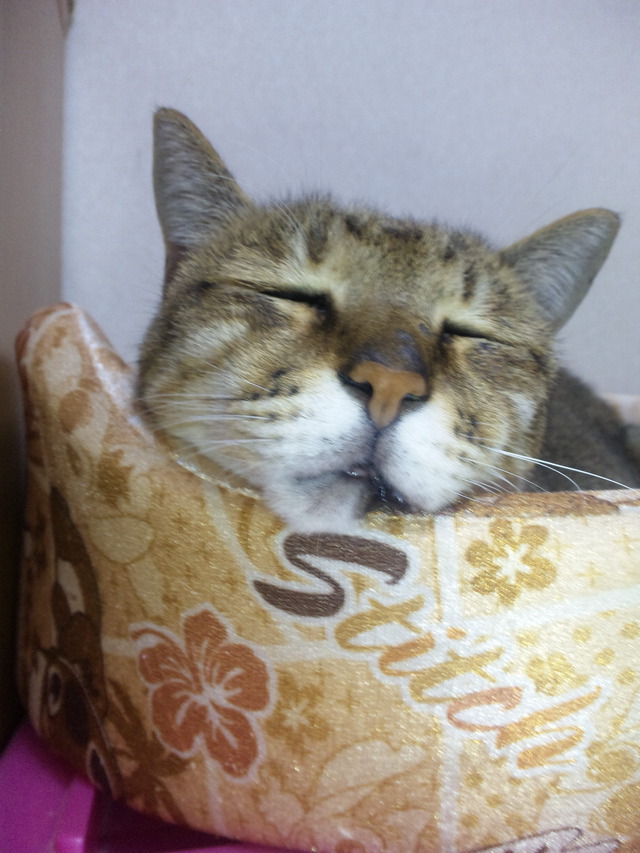 (@´゚艸`)ゥフフ