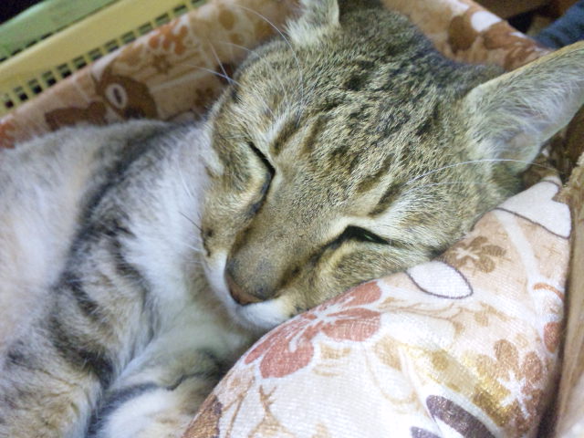 ももにとって