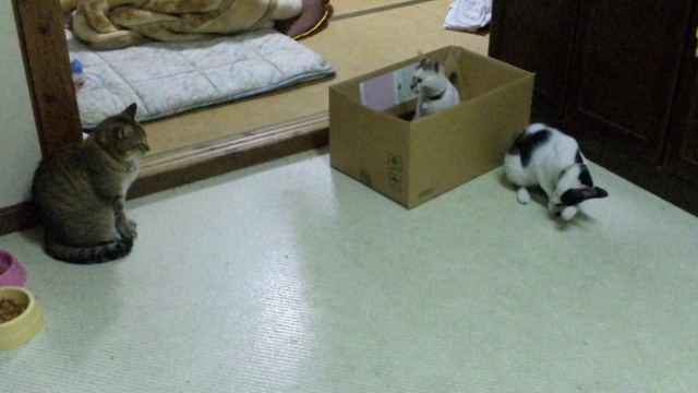 ひまわりその後