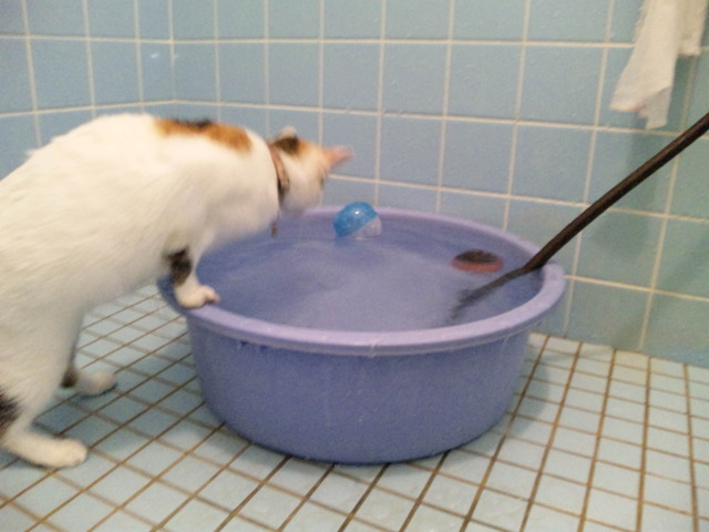 やめて!