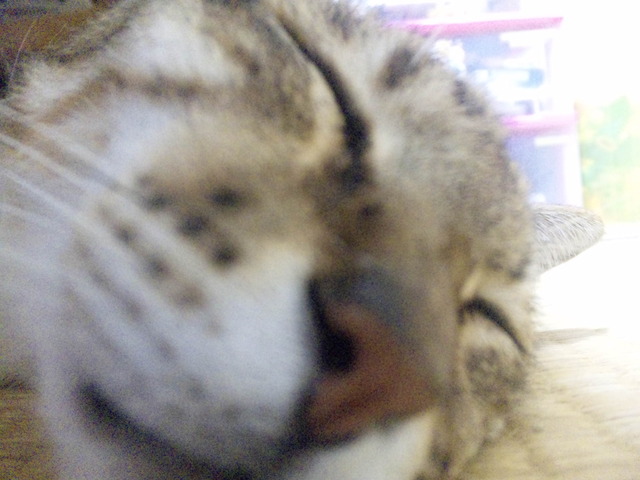 暑っつい