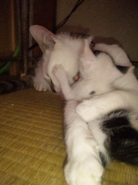 点眼目薬