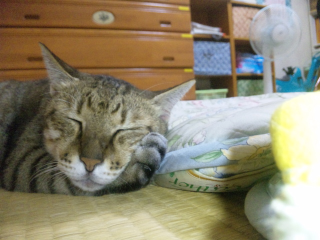 久々ももちん