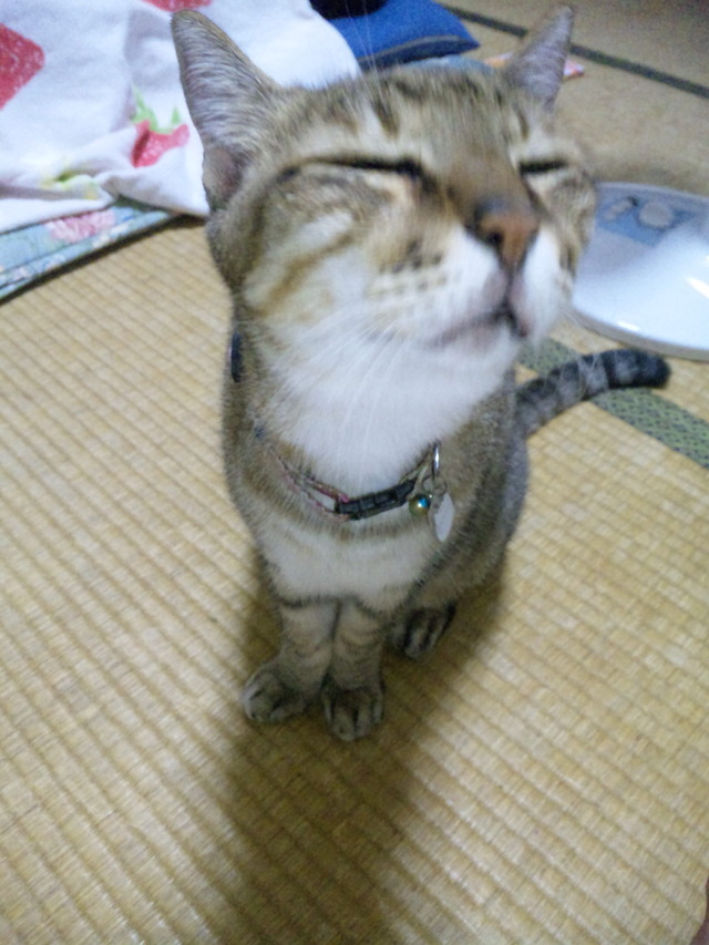 美味しいそうな匂いだニャ