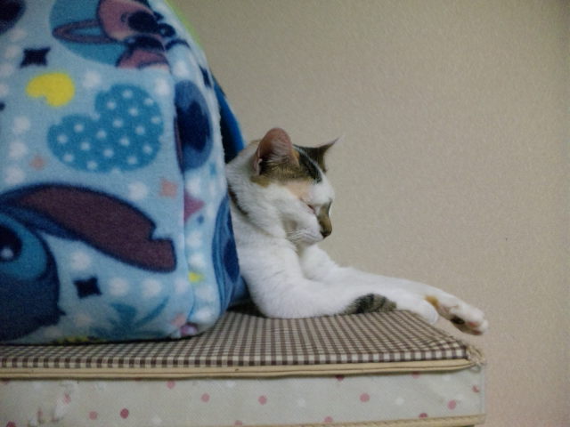 頭隠してお尻も隠す