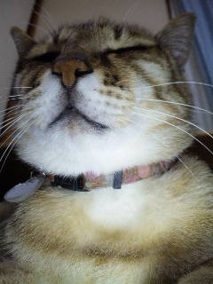 ツンデレ