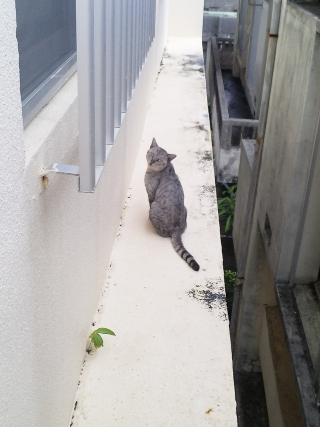 侵入野良さん