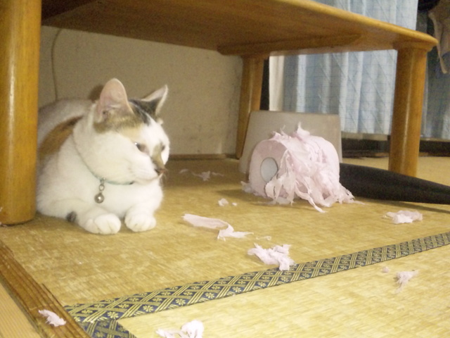犯猫は複数いた。。。