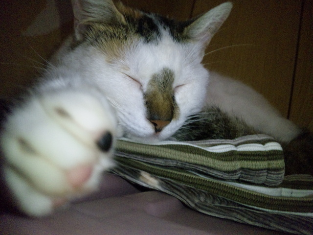 週末のにゃんこ(写真だけ)
