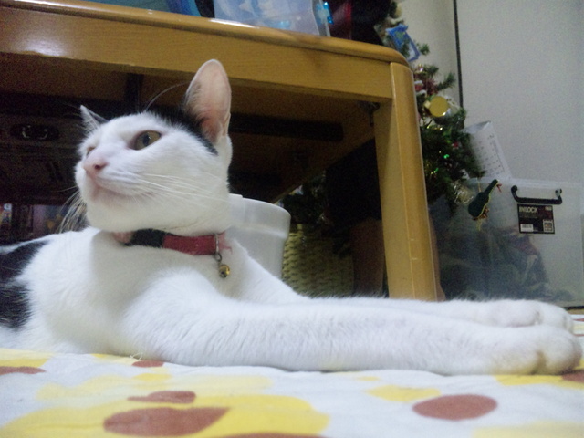 週末にゃんこ