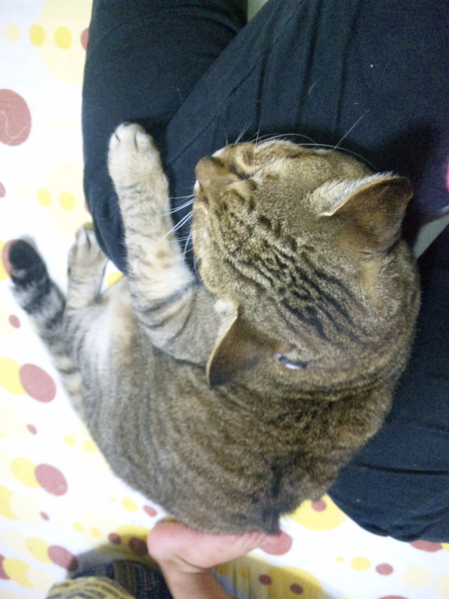 週末にゃんこ
