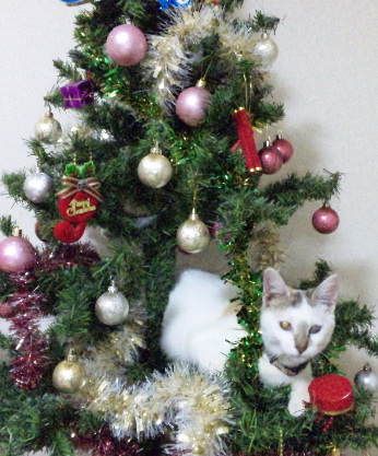 ハッピーメリークリスマス★
