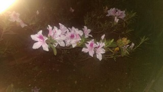 ✿開花✿