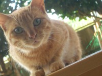 ボク、チャーチャー(猫)